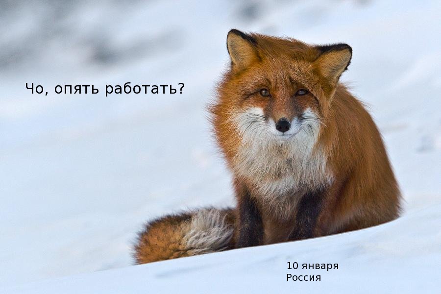 900x600, 59 Kb / лиса, работа, снег, новый год