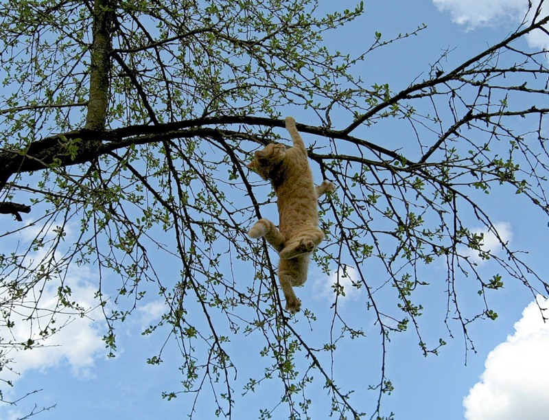 800x612, 214 Kb / кот, дерево, небо