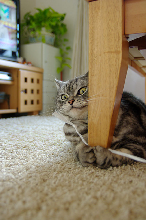 600x903, 104 Kb / кот, стул, ковер