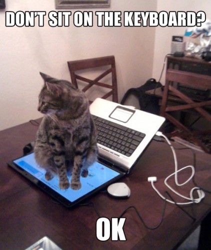 422x500, 51 Kb / кот, ноутбук, клавиатура