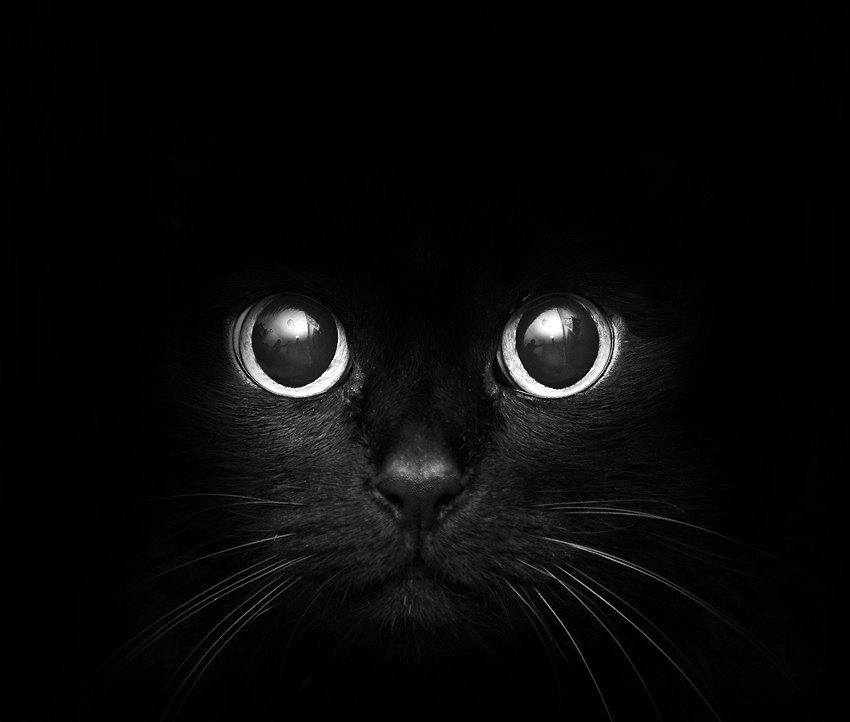 850x722, 48 Kb / кот, черный, морда