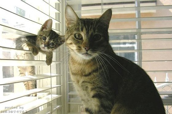 560x374, 46 Kb / кошка, котенок, жалюзи