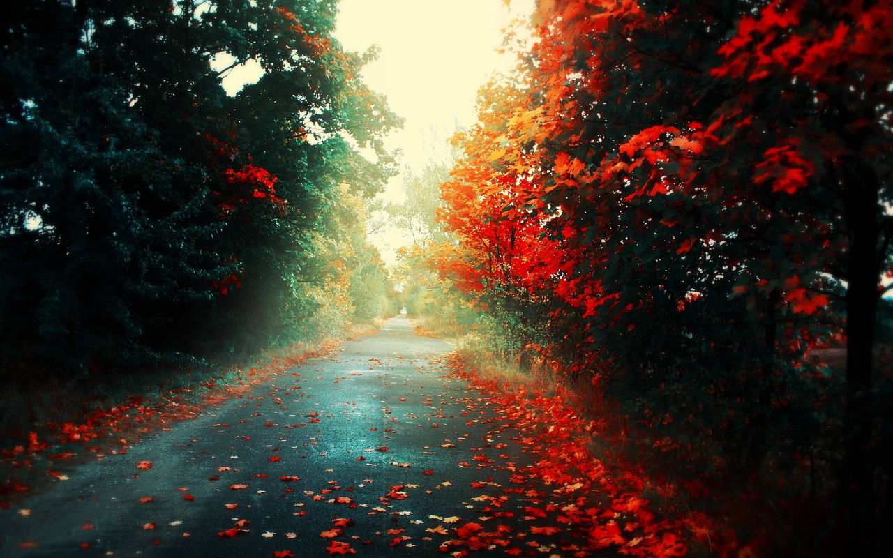 1280x800, 242 Kb / дорога, листья, клен, осень
