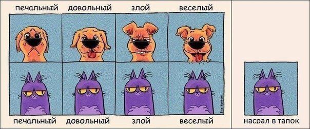 604x252, 47 Kb / котэ, собака