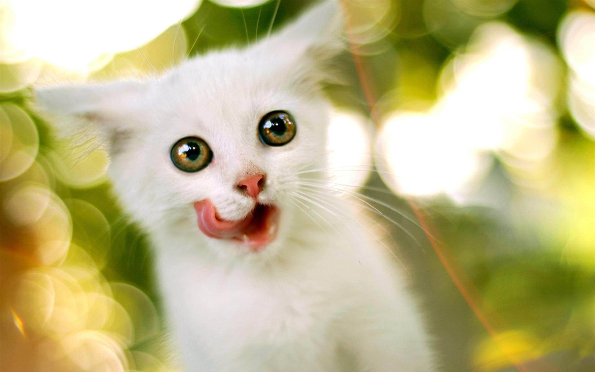 1920x1200, 135 Kb / котенок