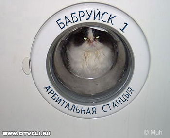 350x284, 64 Kb / кот, злой, стиральная машина, бобруйск