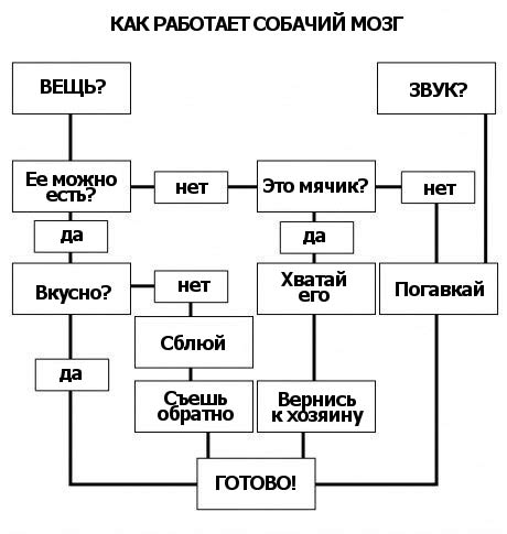 460x485, 25 Kb / собака, мозг