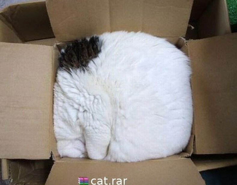 789x616, 106 Kb / кот, коробка, архив