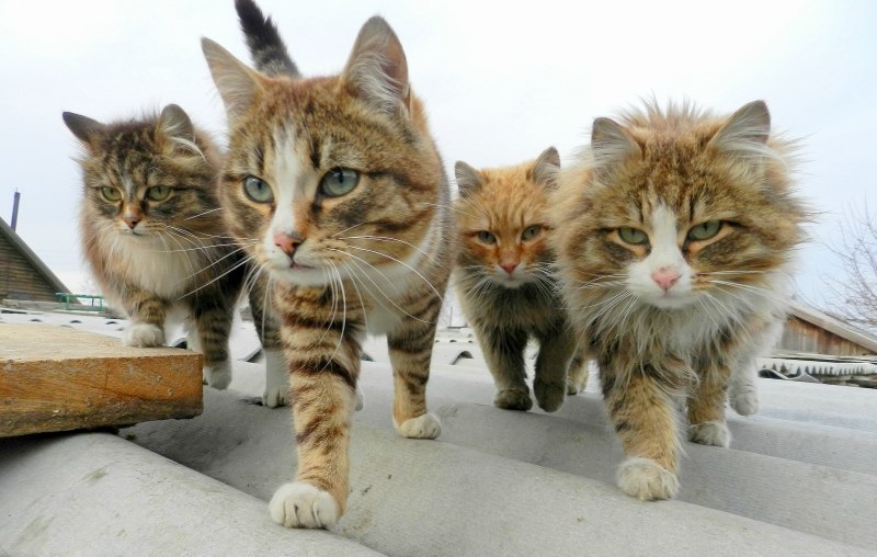 800x508, 84 Kb / коты, братва