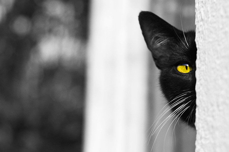 790x526, 38 Kb / tlk, cat.spb, кот, морда