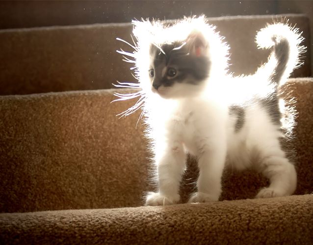 638x499, 47 Kb / котенок, солнце