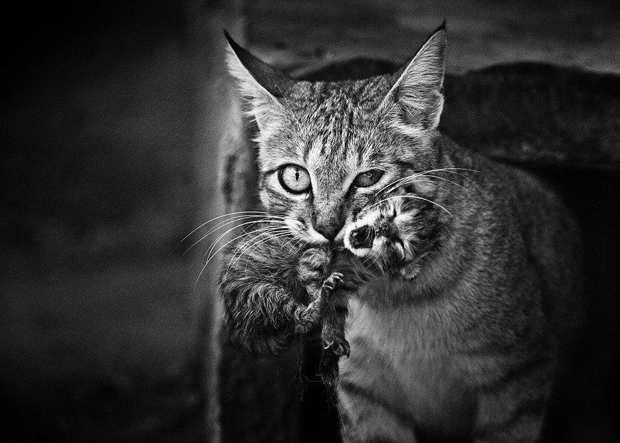 900x643, 218 Kb / кошка, котенок, в зубах, ч/б