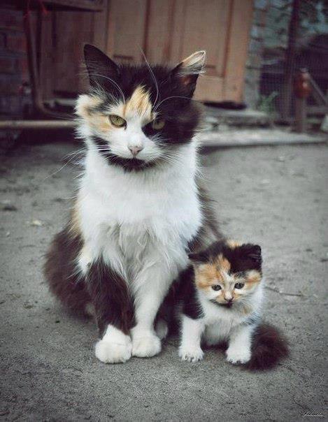 469x604, 45 Kb / кошка, котенок