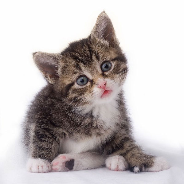 599x599, 57 Kb / котенок