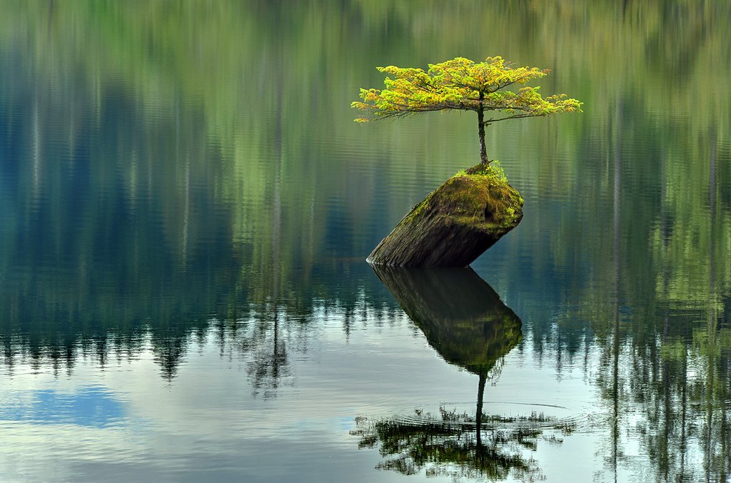 1024x677, 146 Kb / озеро, пень, ствол, дерево, отражение