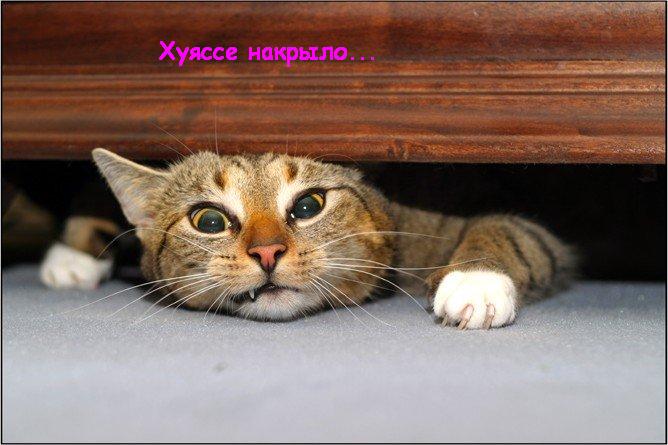 668x445, 49 Kb / кровать, кот, накрыло