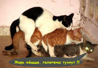 400x279, 48 Kb / галогены