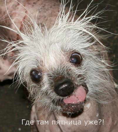 402x450, 56 Kb / собака, НЁХ