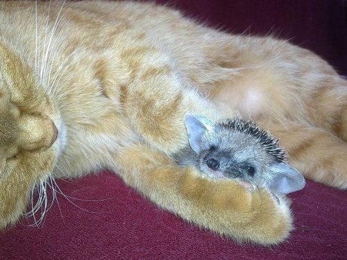 500x375, 54 Kb / котэ, ёжик