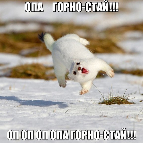 576x575, 61 Kb / прыжок, животное, gangnam, горностай