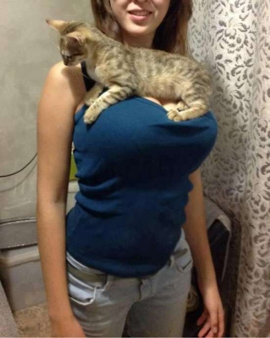 550x688, 32 Kb / сиськи, большая крудь, котёнок