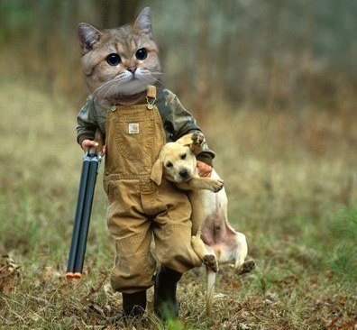 396x366, 36 Kb / кот, двухстволка, охота, собака