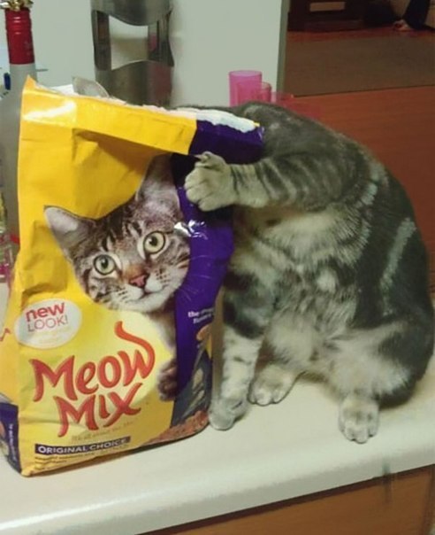 492x604, 49 Kb / кот, корм, не сразу