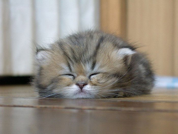700x525, 41 Kb / котенок, сон, пол