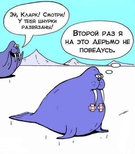475x539, 33 Kb / Моржи, стёб, шнурки, поранился