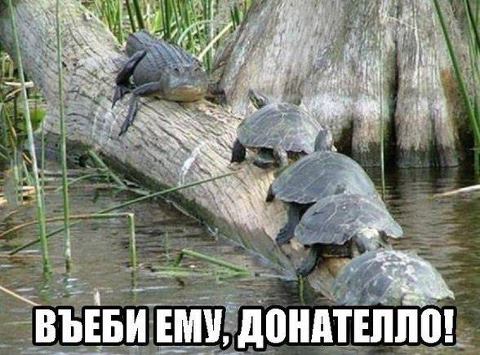 480x355, 43 Kb / черепахи, крокодил, наваляют пиздов