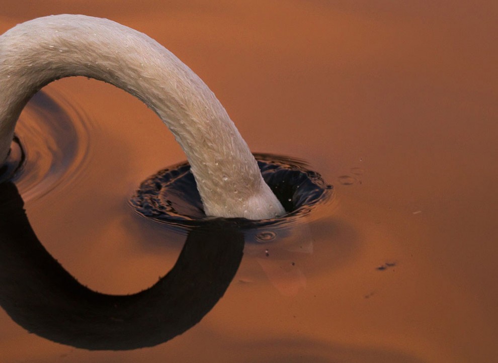 990x722, 86 Kb / лебедь, шея, вода, slow