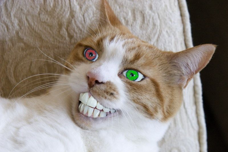 800x533, 66 Kb / зубы, кот, фотошоп