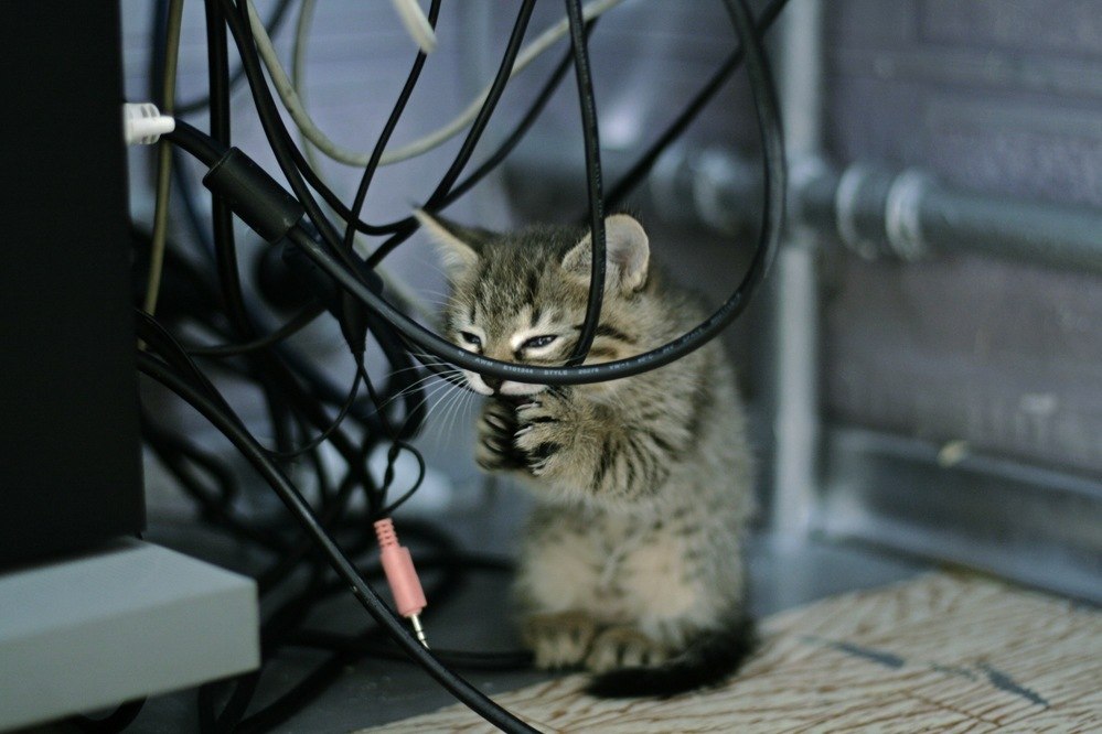 999x666, 104 Kb / кот, провода, пакость
