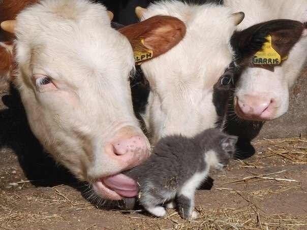 604x453, 44 Kb / корова, котэ, язык