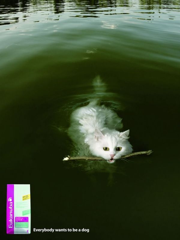 600x800, 39 Kb / Вода, кот, палка