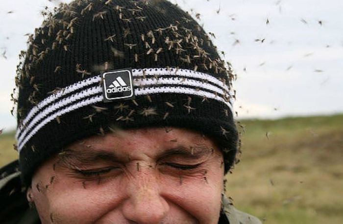 700x457, 54 Kb / комары, шапка, adidas