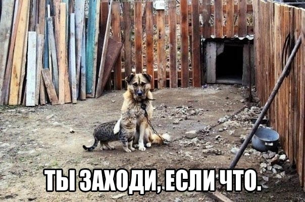 604x401, 87 Kb / пес, кот