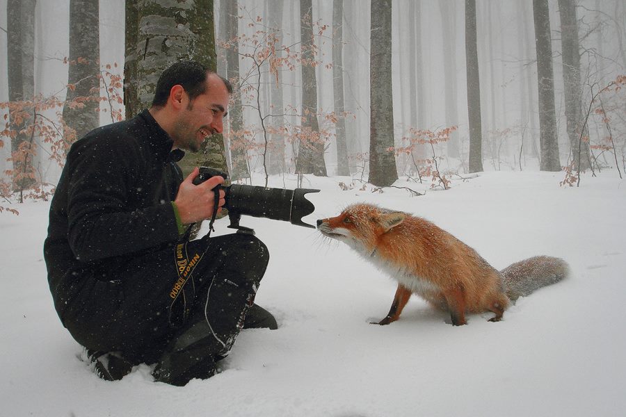 900x600, 85 Kb / фотоаппарат, лисица, зима