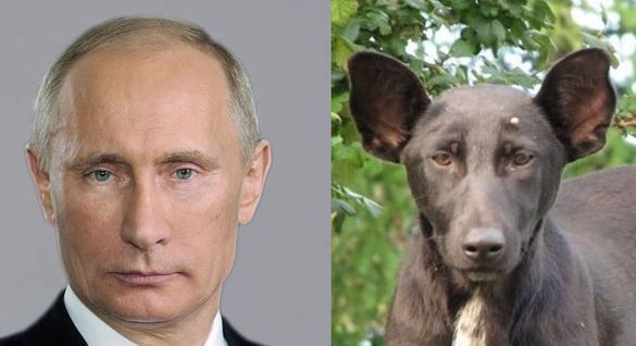 585x318, 36 Kb / путин, собака