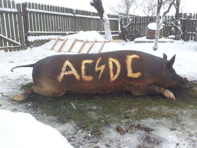 800x600, 85 Kb / хряк, ac/dc, копченный
