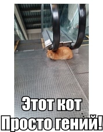 356x457, 38 Kb / кот, эскалатор