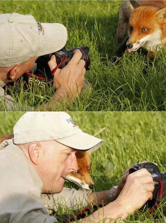 537x720, 68 Kb / лиса, фотограф, любопытство