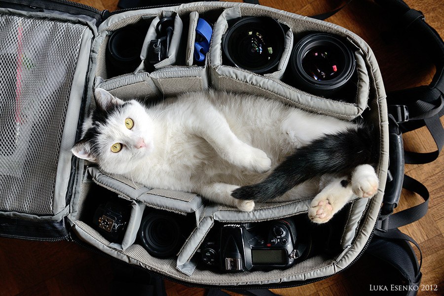 900x600, 165 Kb / котэ, фотоаппарат, объектив, сумка