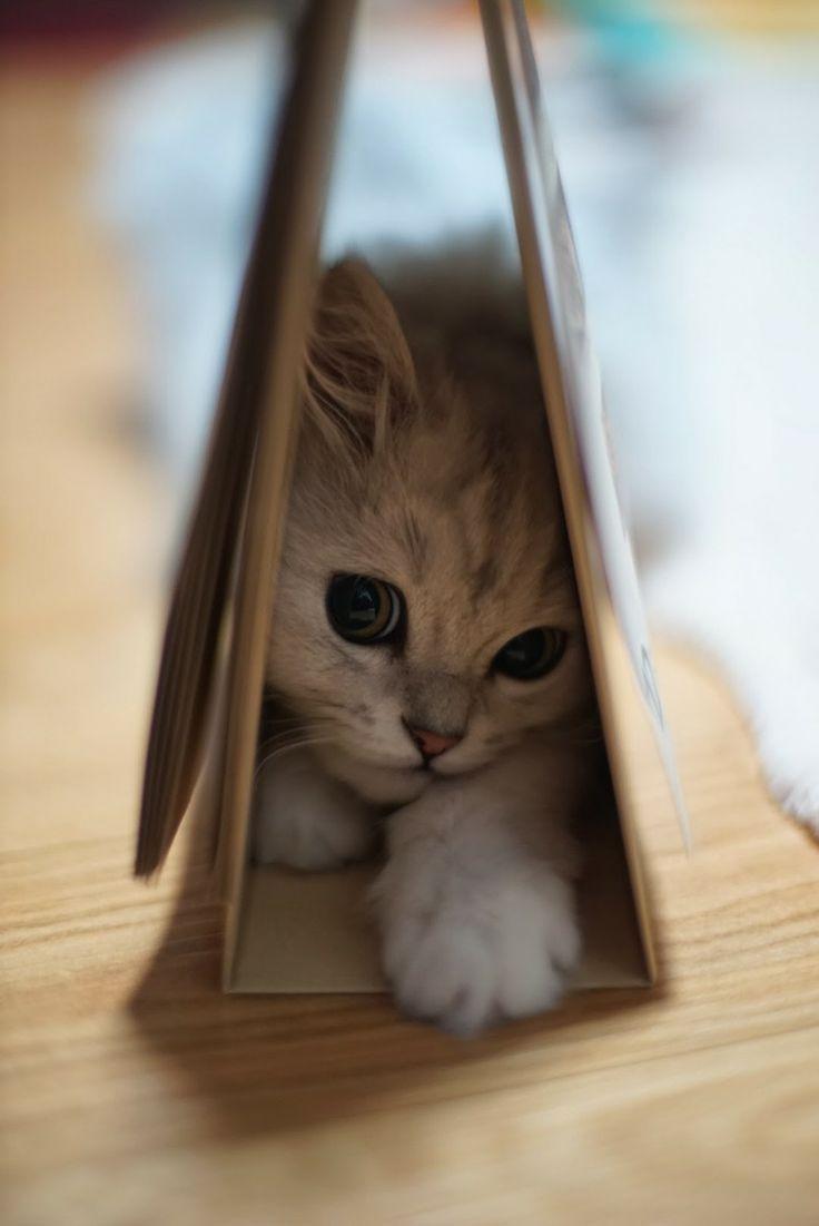 736x1101, 57 Kb / кот, стол