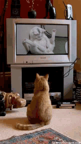 280x498, 54 Kb / телек, кот
