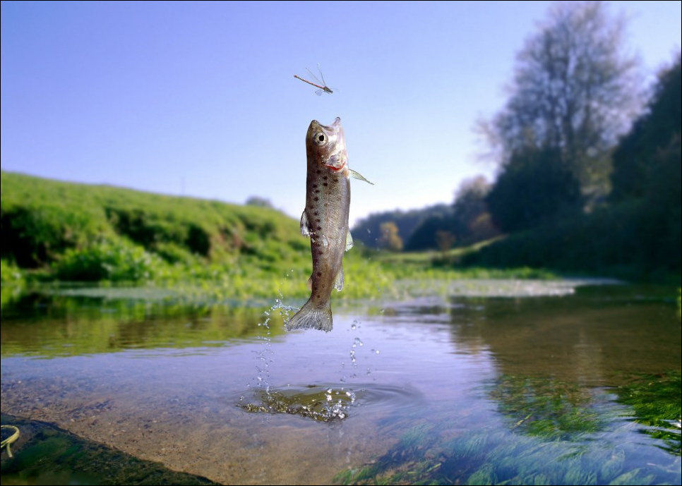 966x689, 105 Kb / рыба, стрекоза, вода, река