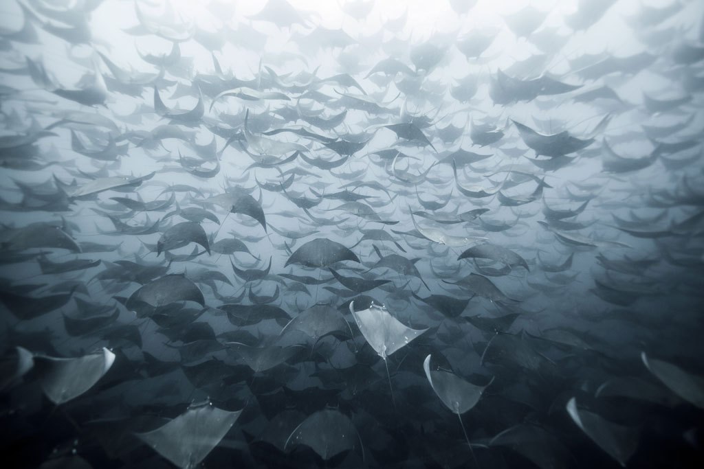 1024x683, 87 Kb / скаты, море, океан, вода, свет