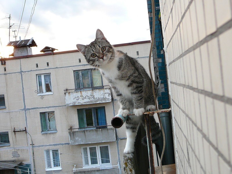 800x600, 115 Kb / котенок, панелька, взгляд, кошка