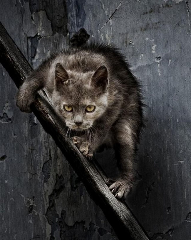 650x818, 97 Kb / кот ,котэ ,хищник ,оборотень ,настороже
