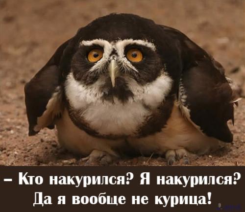 500x433, 30 Kb / сова, филин, накурился